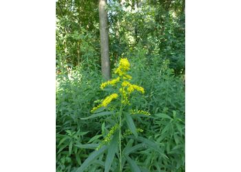 Späte Goldrute (Solidago gigantea) - © Philipp Sengl